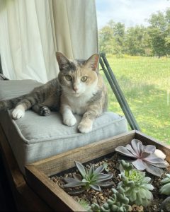 Can and succulent garden in custom built skoolie | Cat in skoolie